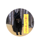 なりんち黒猫とポメラニアンのカイくん②（個別スタンプ：10）