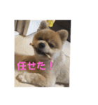 なりんち黒猫とポメラニアンのカイくん②（個別スタンプ：11）