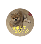 なりんち黒猫とポメラニアンのカイくん②（個別スタンプ：12）