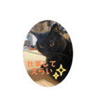 なりんち黒猫とポメラニアンのカイくん②（個別スタンプ：13）