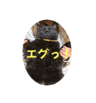 なりんち黒猫とポメラニアンのカイくん②（個別スタンプ：14）