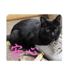 なりんち黒猫とポメラニアンのカイくん②（個別スタンプ：17）