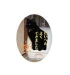 なりんち黒猫とポメラニアンのカイくん②（個別スタンプ：19）