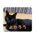 なりんち黒猫とポメラニアンのカイくん②（個別スタンプ：20）