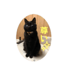 なりんち黒猫とポメラニアンのカイくん②（個別スタンプ：22）