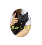 なりんち黒猫とポメラニアンのカイくん②（個別スタンプ：23）