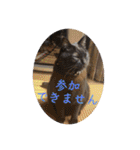 なりんち黒猫とポメラニアンのカイくん②（個別スタンプ：24）