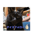なりんち黒猫とポメラニアンのカイくん②（個別スタンプ：28）