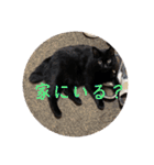 なりんち黒猫とポメラニアンのカイくん②（個別スタンプ：33）
