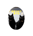 なりんち黒猫とポメラニアンのカイくん②（個別スタンプ：36）