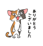 猫さんの平凡な日常（個別スタンプ：11）