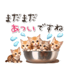 アニメ猫♡夏から秋へ 毎年使える（個別スタンプ：5）