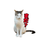 我が家の猫スタンプ✳︎（個別スタンプ：1）