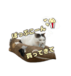 我が家の猫スタンプ✳︎（個別スタンプ：5）