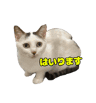 我が家の猫スタンプ✳︎（個別スタンプ：6）