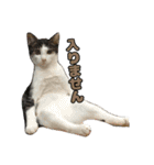 我が家の猫スタンプ✳︎（個別スタンプ：7）