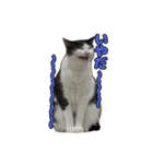 我が家の猫スタンプ✳︎（個別スタンプ：12）