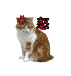 我が家の猫スタンプ✳︎（個別スタンプ：17）