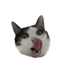 我が家の猫スタンプ✳︎（個別スタンプ：24）