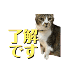 ゆずくるみるっさん（個別スタンプ：4）