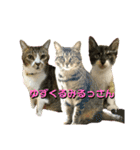 ゆずくるみるっさん（個別スタンプ：36）