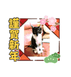 ゆずくるみるっさん（個別スタンプ：40）