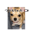 犬の癒しと笑いのスタンプ（個別スタンプ：2）