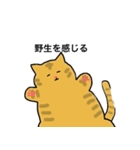 冒険猫こたろうver①（個別スタンプ：5）