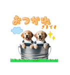 日常スタンプ ゴールデンレトリバー子犬達（個別スタンプ：3）