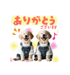 日常スタンプ ゴールデンレトリバー子犬達（個別スタンプ：4）