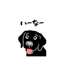 黒ラブのお返事（個別スタンプ：4）