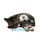 もこにゃー（個別スタンプ：1）