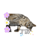 もこにゃー（個別スタンプ：3）
