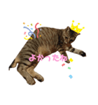 もこにゃー（個別スタンプ：6）