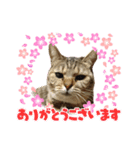 もこにゃー（個別スタンプ：8）