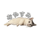 マンチカンのおにぎり（個別スタンプ：1）