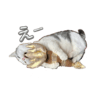 マンチカンのおにぎり（個別スタンプ：3）