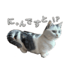 マンチカンのおにぎり（個別スタンプ：5）