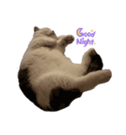 マンチカンのおにぎり（個別スタンプ：9）