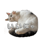 マンチカンのおにぎり（個別スタンプ：10）