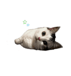 マンチカンのおにぎり（個別スタンプ：11）