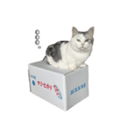 マンチカンのおにぎり（個別スタンプ：15）