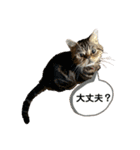 ブチャ猫ジジぃのひとりごと（個別スタンプ：1）