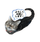 ブチャ猫ジジぃのひとりごと（個別スタンプ：2）
