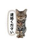 ブチャ猫ジジぃのひとりごと（個別スタンプ：3）