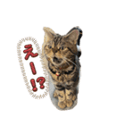 ブチャ猫ジジぃのひとりごと（個別スタンプ：4）