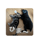 ブチャ猫ジジぃのひとりごと（個別スタンプ：5）