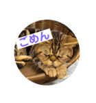 ブチャ猫ジジぃのひとりごと（個別スタンプ：6）