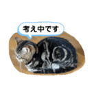 ブチャ猫ジジぃのひとりごと（個別スタンプ：7）