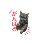 ブチャ猫ジジぃのひとりごと（個別スタンプ：8）